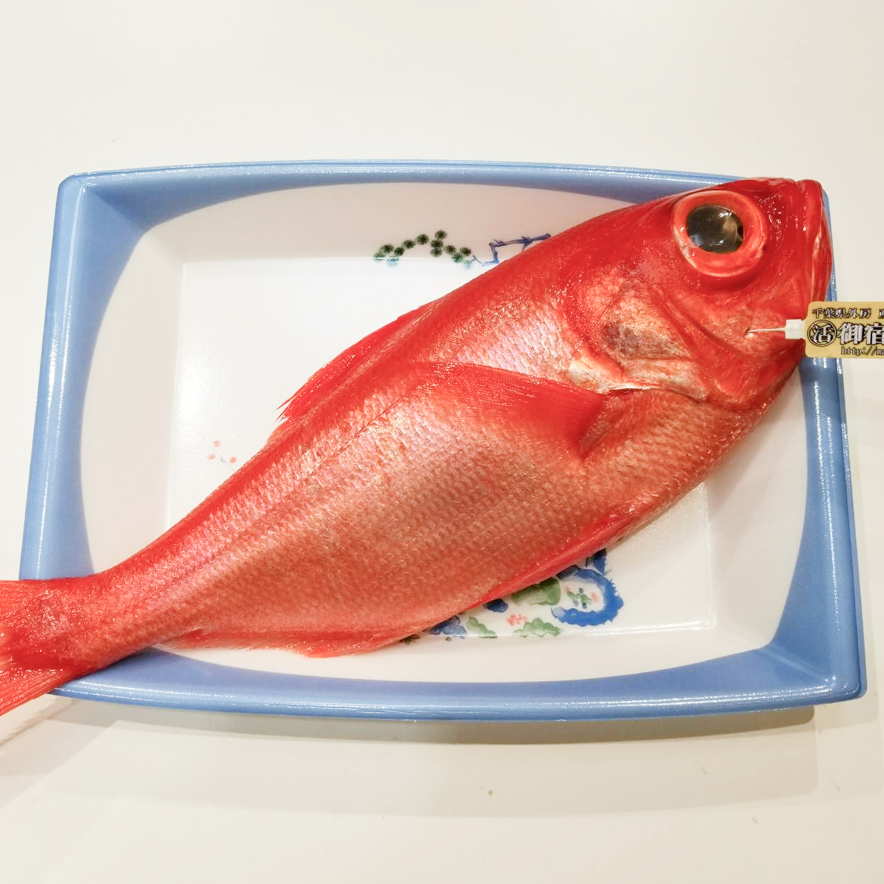 金目鯛